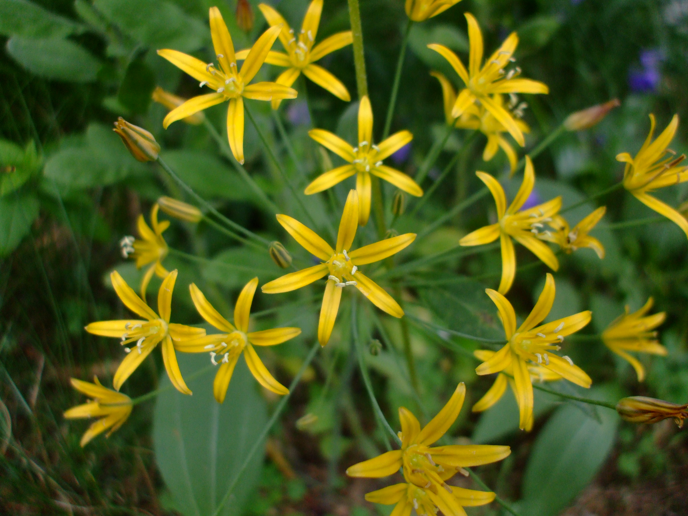 Bloomeria crocea